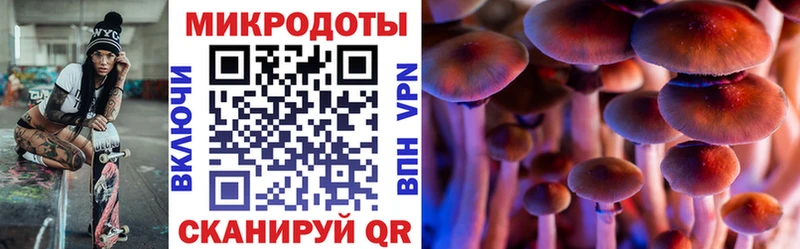 Купить где Шлиссельбург Галлюциногенные грибы Psilocybe